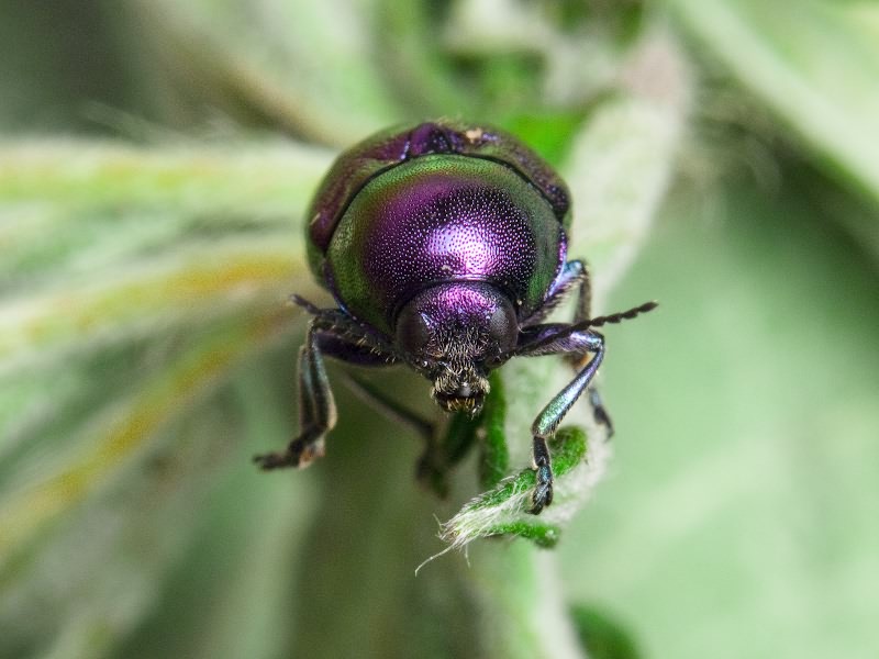 Cryptocephalus (Cryptocephalus) sericeus (Linnaeus, 1758)